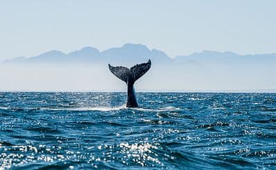 Whale Watching