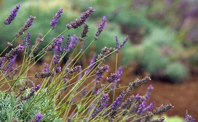 Ali'i Kula Lavender