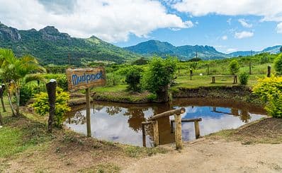 Sabeto & Tifajek Hot Springs & Mud Pools