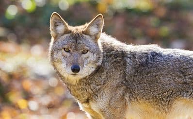 Southwest Wildlife Conservation Center