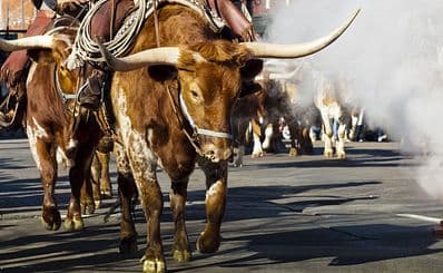 National Western Stock Show & Rodeo (janvier)