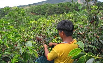Aquiares Coffee & Community Experience