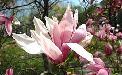 Warsaw University Botanic Garden