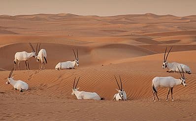 Desert Conservation