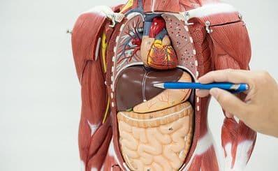 Museum of Human Anatomy