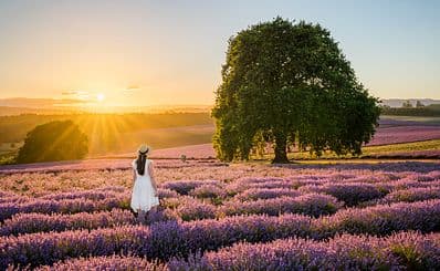 Bridestowe Lavender Estate