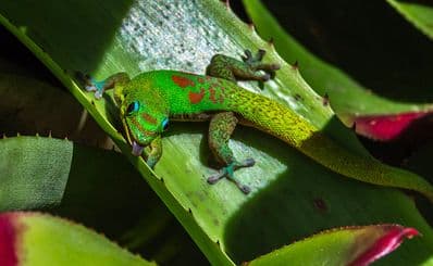Foster Botanical Gardens