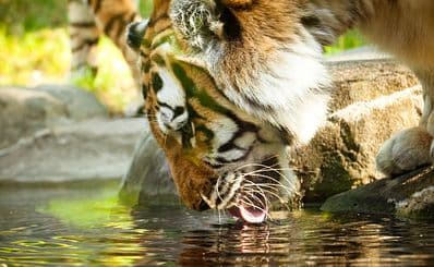 Linton Zoo