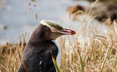 Yellow-eyed Penguins