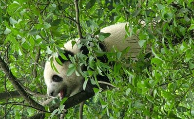 Chongqing Zoo