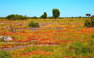 Stora Alvaret