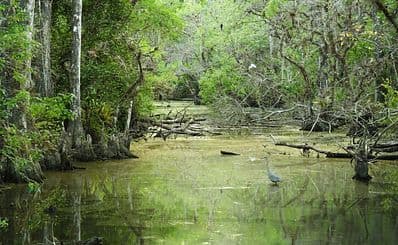 Big Cypress National Preserve