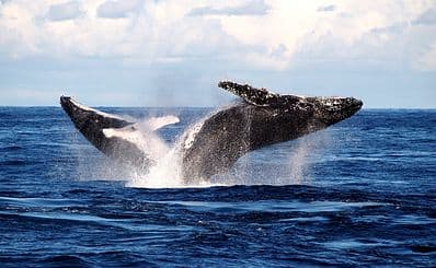Whale Watching