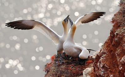 Scottish Seabird Centre