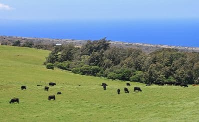 Waimea