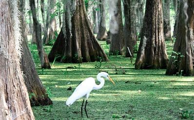 Bayou Lafourche