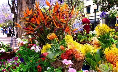 Flower Festival