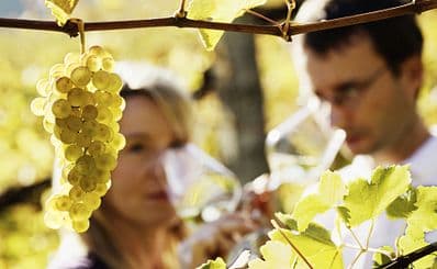Vineyards