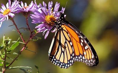 Valley of the Butterflies
