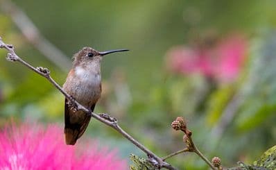 Caribbean Birding Trail