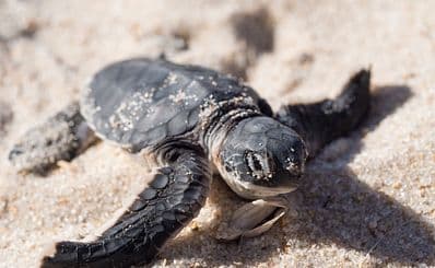 Turtle Watching