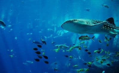 Xiamen Undersea World