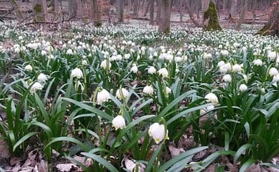 Śnieżycowy Jar Floral Reserve
