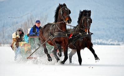 Horse Drawn Sleigh Rides