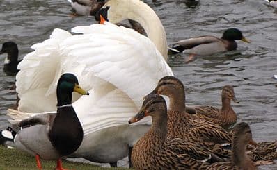 North Blackpool Pond Trail