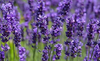 Lavender House Visitor Center (Levendula-ház)