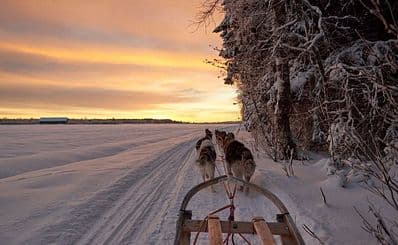 Dog sledding