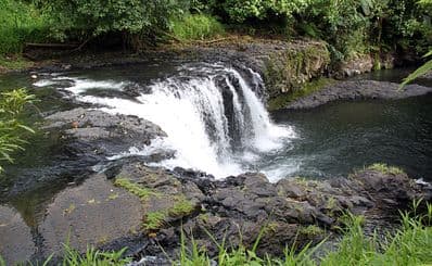 The Rainforests