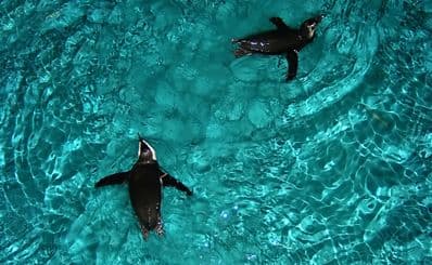 New England Aquarium