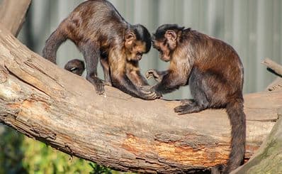 Willowbank Wildlife Reserve
