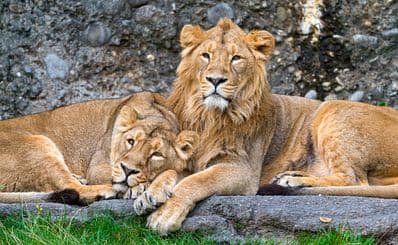 Knowsley Safari Park