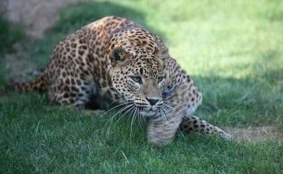 Bioparc