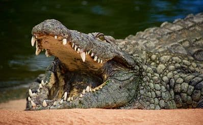 Swamp Safari