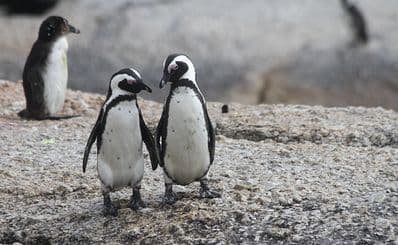 Penguin Island