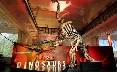 オーストラリア博物館 / Australian Museum