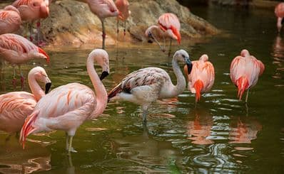 Zoo Atlanta