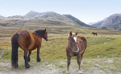 Ibiza Horse Valley