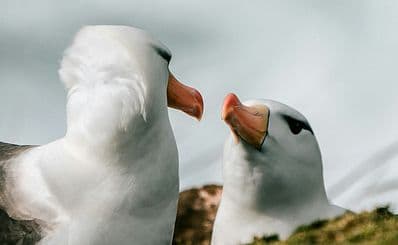 Royal Albatross Centre