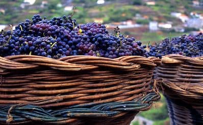Wine Festival