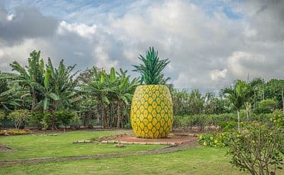 Dole-Plantage