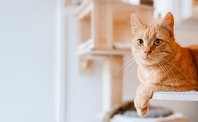 Le Comptoir Des Chats
