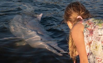 Tin Can Bay Dolphin Feeding