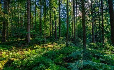 Central/North Black Forest Nature Park
