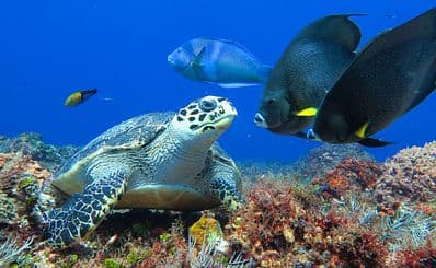 Cozumel Reefs National Marine Park (Cozumel)