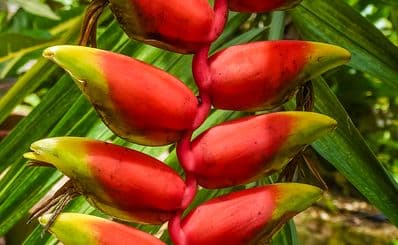 Audubon House & Tropical Garden