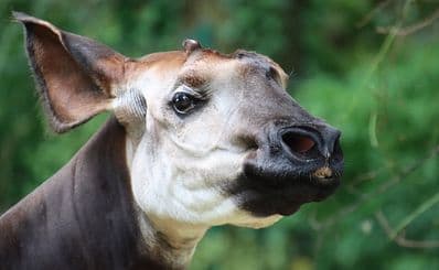 Antwerp Zoo